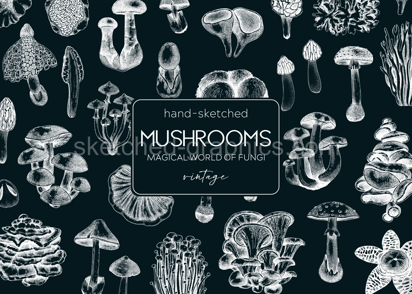 Forest mushrooms frame on chalkboard. Edible mushrooms background. Fungi, healthy food, vegan product sketches. Autumn hand-drawn vector illustration. Engraved design template, card, print, packaging Illustration